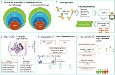 Frontiers | Immune2vec: Embedding B/T Cell Receptor Sequences In ℝN ...